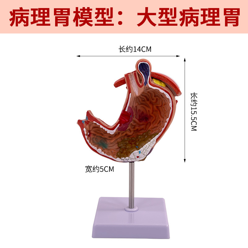 ����θģ�� ����θ�Ĵ��� ��̬θģ�� ������ θ��״������ʷŴ�