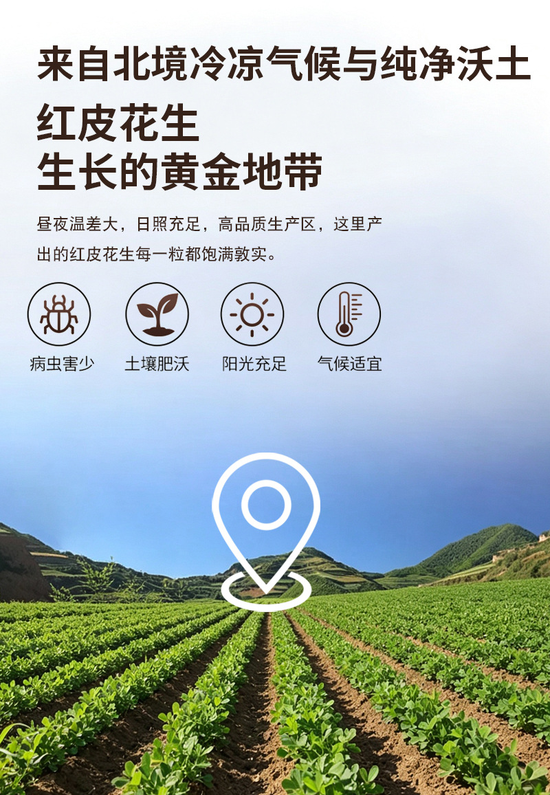 Roasted Red Skin Peanuts Hong Yi Hua Sheng 四粒红 Bulk Kernels for Grinding Snacking and Cooking 500g preparation