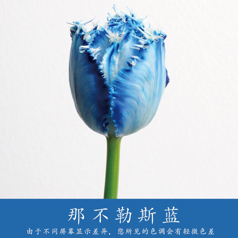 450ml agente de color de flores al por mayor pintura en aerosol de secado rápido agente de teñido de rosas de color floristería arte floral pintura en aerosol nacarada