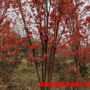 ������ľ�����l�@�־G����ľ��ľ�����t������� ���������t����