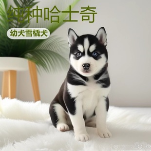 ���N��ʿ����Ȯ���w�����o�lȮѩ��Ȯ��������С�����͹���Ȯ����