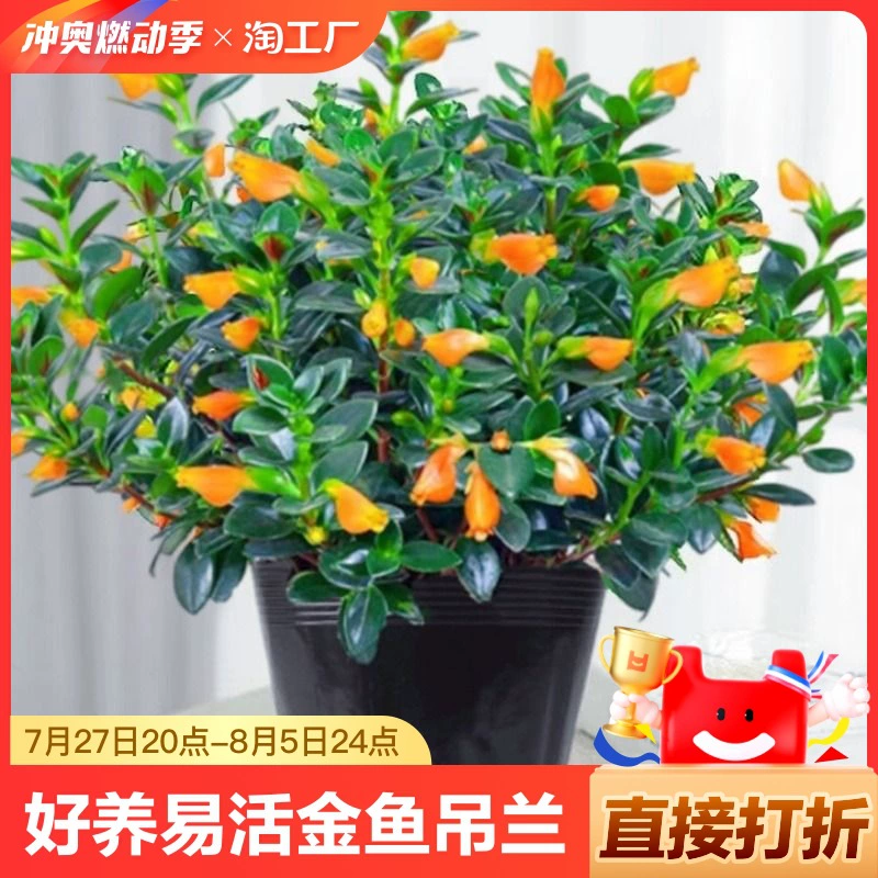 Золотая рыбка-подвесной орхидея в горшке Пномпень Подвесной орхидея гидропонное растение комнатное висячее цветы