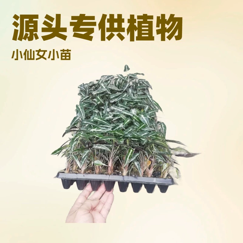 Высокое качество и низкая цена Садоводство цветок семян саженцы оптом Крытая листва завод Фея Guanyinlian культуры ткани саженцы