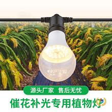 ?LEDֲ�����L����̫ꖹ⻨�ܾGֲ�a���̦�\����������ջ�����