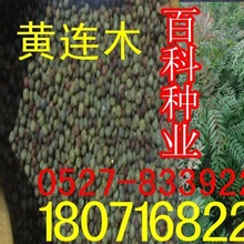 黄连木种子 楷木种子 惜木种子 孔木 种子 鸡冠果种子(货到付款)