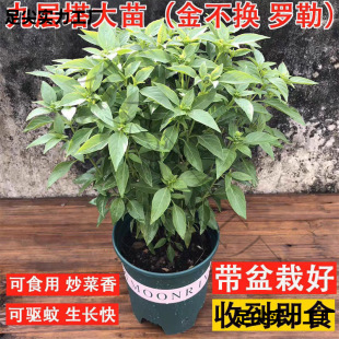 �Ō������ǽ𲻓Qֲ���_���~ʳ���{ζ���������u�޲������̨����