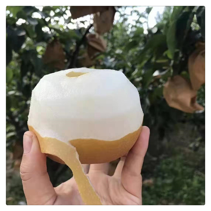 正宗秋月梨树苗 嫁接秋月梨树苗基地 1到3公分冰糖秋月梨批发