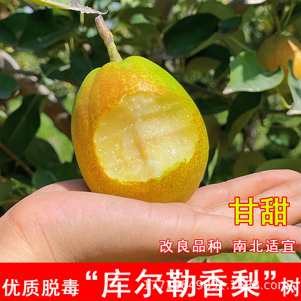 Груша Дерево Фрукты Рассада Привитая Рассада Цуйгуань Груша Дерево Фэншуй Груша Песок Груша Dangshan Горшок Посадка