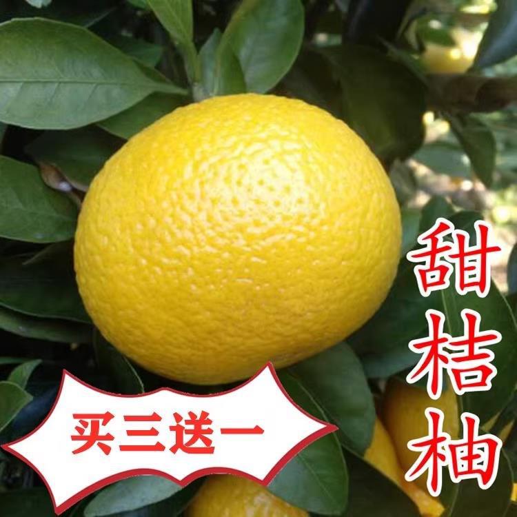 庆元甜桔柚苗黄金柑子苗建阳甜橘柚树苗桔子柚子苗当年结果甜桔柚