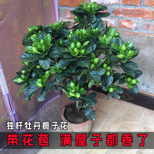 �d�ӻ����Ի���ֲ���҃Ȏ������̨ˮ��Gֲ�����ʹ�����ļ����B