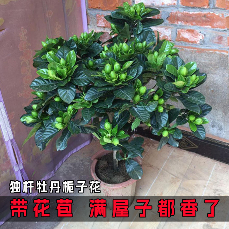 Gardenia Potted Flower Plant Indoor with Buds Balcony Hydroponic Green Plant Strong Fragrance Large Sapling Easy to Maintain All Year Round