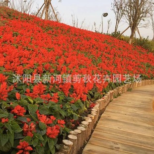 A Bunch of Red Flower Seeds, a Bunch of Red Flower Seeds, a Bunch of Cold-Resistant Red Flower Seeds, Landscape Flower Seeds, a Bunch of Orchid Seeds