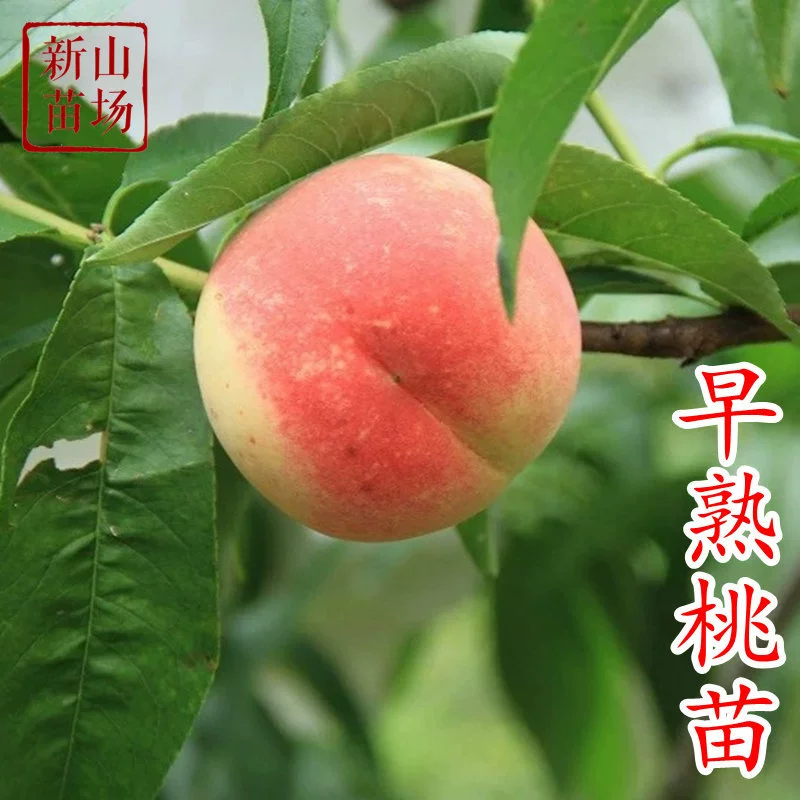 [Раннеспелые саженцы персика] В мае и июне саженцы Chunhong прорыва Chunmei Chunmi № 9 сажаются на высококачественные персиковые деревья.