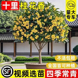 𻨘ش¹ͥԺeԾGSļֲ