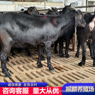 Ŭ�ȁ���ɽ�� С���� ��ë��ɽ����� �N�� ����ĸ���̥��