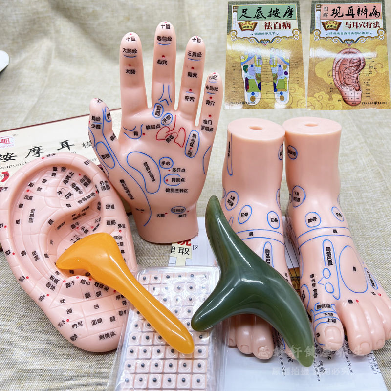 手足の耳のセットの人体の部位のツボの模型の耳の耳の手の手のひらの手のひらの足の足の両足の刻字