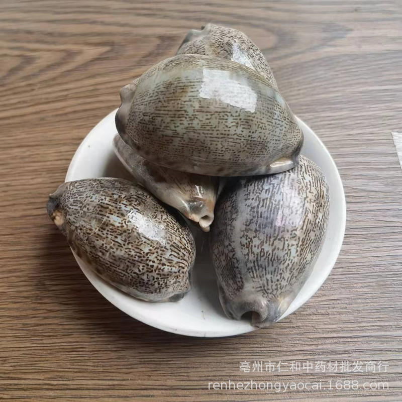 Purple Cowrie Shell Zi Bei Chi Dried Mineral Herb Traditional TCM Ingredient quality and texture