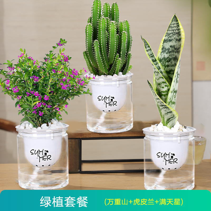 [가성비 3화분] 완중산 + 안개꽃 + 호랑이 난초