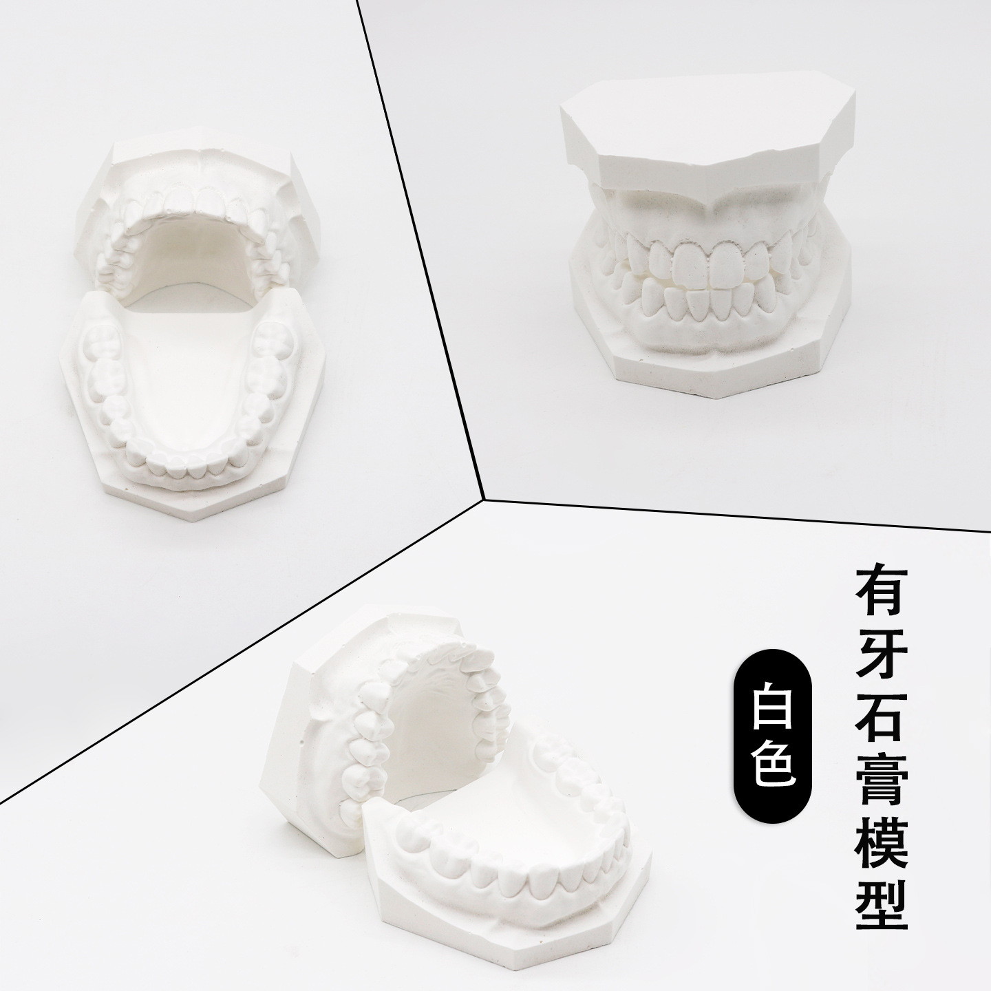 Modelo de yeso oral modelo de yeso dental enseñanza modelo de yeso dental modelo de yeso dental modelo de mandíbula superior e inferior modelo oral