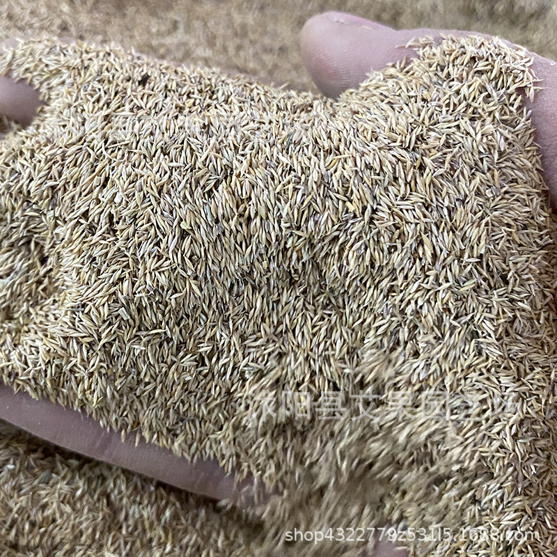 工程草坪种子果岭草护坡草籽高羊茅早熟禾狗牙根多年生黑麦草批发