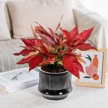 透明懒人自吸水花盆塑料加厚树脂水培圆形立体桌面室内蝴蝶兰花盆