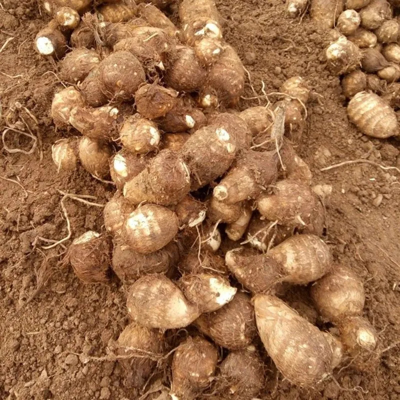 Fresh Taro from Yunnan and Shandong, Direct from the Farm, Free Shipping, Freshly Dug Small Taro, One-Piece Drop Shipping