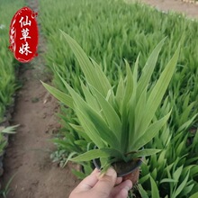 黄花鸢尾黄菖蒲水生花卉水草挺水植物鱼塘池塘绿化植物黄菖蒲小苗