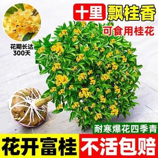 Grafted Dwarf Osmanthus Saplings, Four-Season Osmanthus Potted Plants, Osmanthus Florals, August Osmanthus Saplings, Golden Osmanthus Blooming with Strong Fragrance