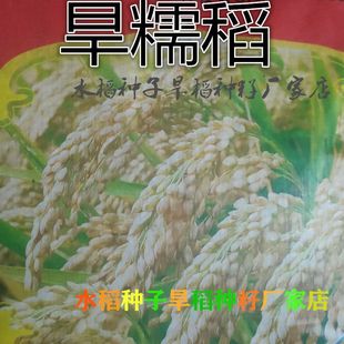 Can Be Saved Rice Seeds Dry Rice Dry Land No. 10 Seeds Conventional Round Capsules Glutinous Rice Rice High-Quality Pearl Rice Seeds