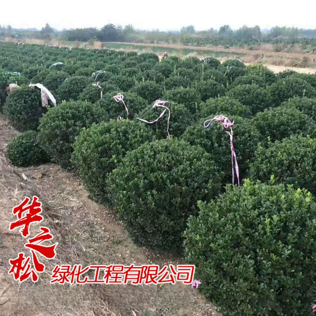 База питания Холли мяч вечнозеленый забор завод большой лист тополя мяч Холли маленькая кровать спецификации цена