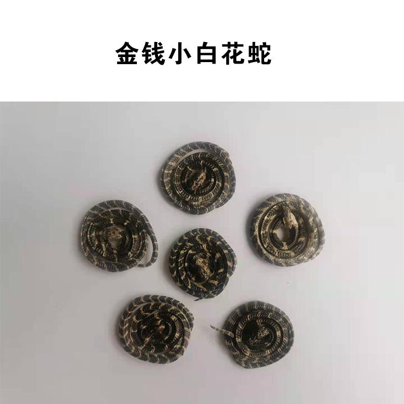 金钱小白花蛇