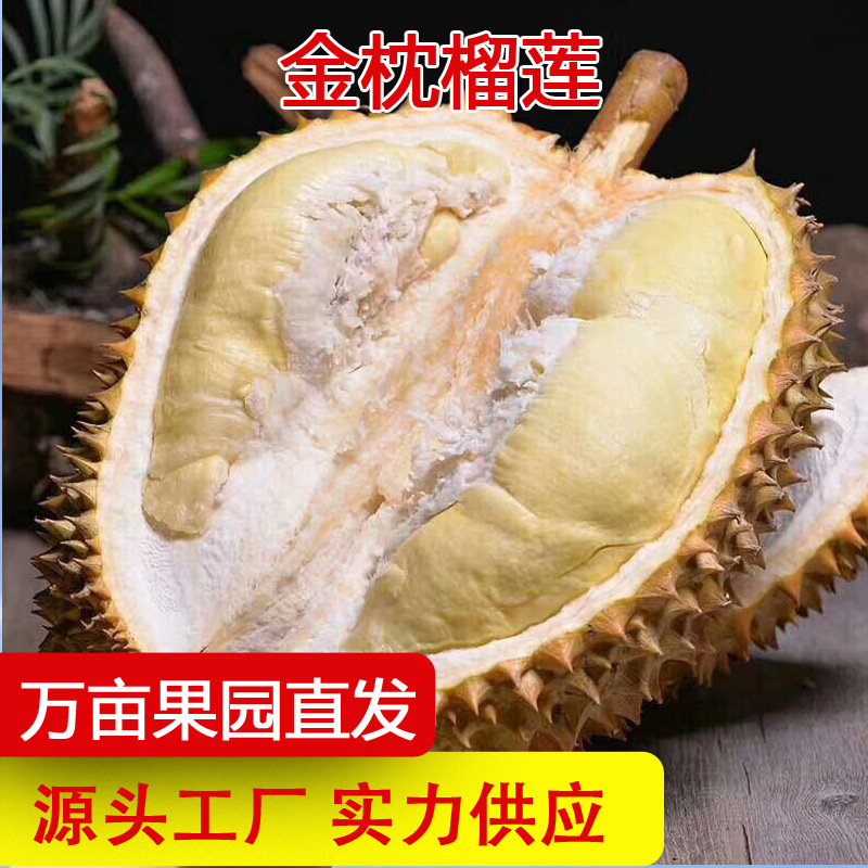 【产地直发】泰国金枕榴莲新鲜水果巴掌榴莲带壳整果批发一件代发