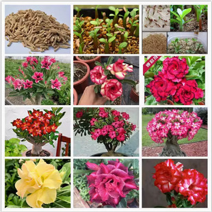 Desert Rose Seeds Are Imported in Bulk. the Flower Seeds Are Easy to Grow and Drought-Tolerant. the Indoor Balcony Blooms All Year Round and Does Not Die Out