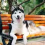 定制活体宠物工作犬西伯利亚雪橇犬