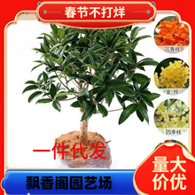 һ�����l�ļ��𻨘�������ͥԺ��𵤹��_���辰����ֲ���������