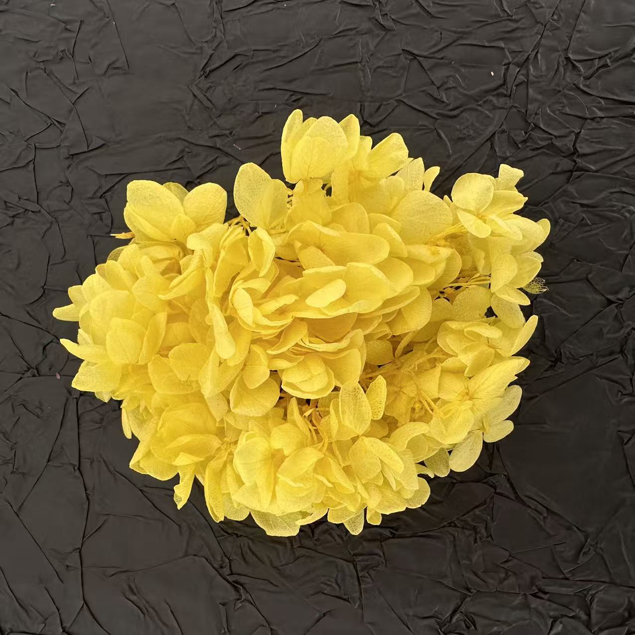 Hortensia jaune / 5G en boîte
