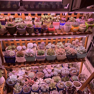 led植物生长灯管 多肉上色防徒全光谱补光灯条四排t8一体植物灯管