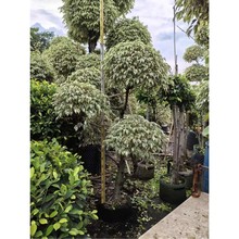 �ǹⴹ���辰�ɿ��Ż��~���Ż��@�҃����a�^�~�Gֲ�����՚�����ȩ