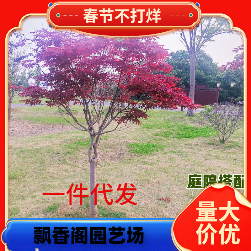 一件代发红枫树苗日本红舞姬中国三季红美国太冷别墅四季羽毛