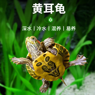 Deepwater Turtle, Yellow-Eared Turtle, Feces-Eating Turtle, Water Turtle, Fish Tank, Flame Turtle, Live Animal, Yellow-Headed Side-Necked Ornamental Pet Turtle