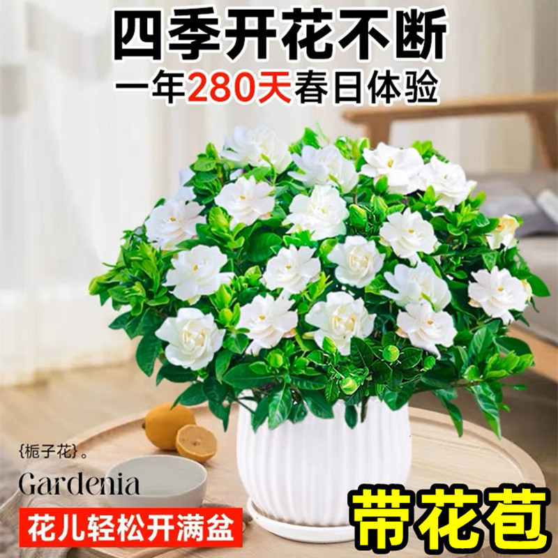 家里盆栽植物工位绿植适合放客厅的卧室的院子家庭栀子花盘栽室内