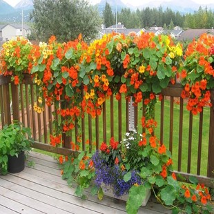 Nasturtium Seeds Hanging Climbing Vine Florals Dry Lotus Seeds All Year Round Indoor Courtyard Potted Balcony Heat-Resistant