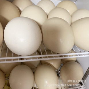 Где цена яйца страуса для яйца павлина, которое продает свежие страусные яйца?