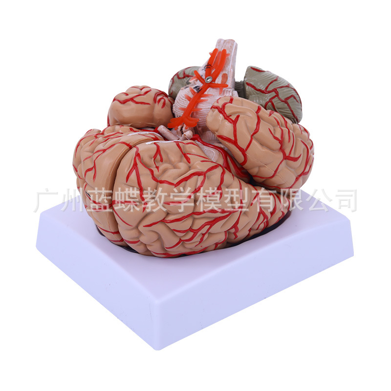 ҽѧ������Խ����Թ��ܷ���Ƥ�������˶��ṹͼ��ѧģ�Ͳ�ж­��