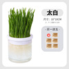 New cat grass potted laziness -free waterless hydroponic planting box cat grass pot wheat particle cultivation plate cup set wholesale