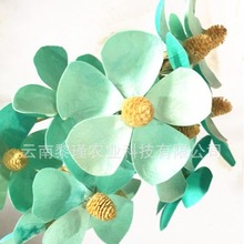 [紫罗兰]木片花保鲜花永生花果壳花插花配花蝴蝶花干花DIY