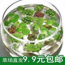浮萍水草鱼缸龟缸绿植一叶莲水培植物水葫芦水芙蓉水生水养植物