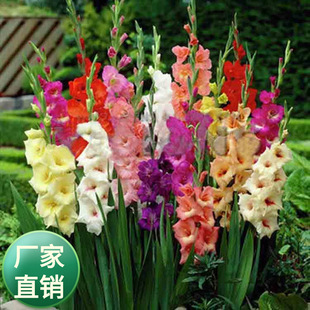 Flower base wholesale yellow pink white orange purple gladiolus ball cut flower gladiolus ball