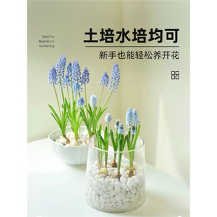 Imported Grape Hyacinth Seed Bulb Soil Culture Hydroponic Package Indoor Cold-Resistant and Easy-To-Live Perennial Potted Flower Seeds