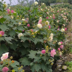 ľܽ�ؘ����������@�G������ľܽ�ؘ���1-15���օ���ľܽ�ػ�